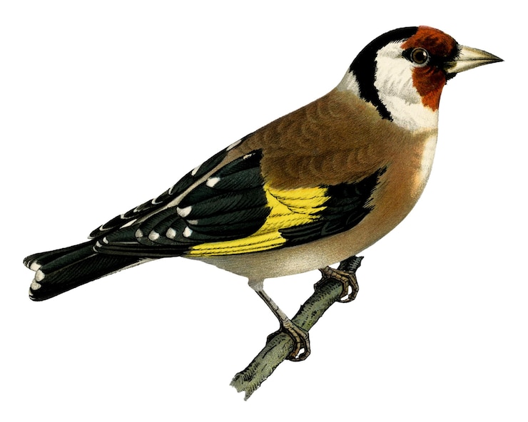 Foto europäischer goldfinch-vogel png von hand gezeichnet
