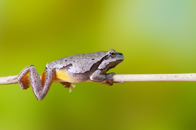 Foto europäischer grüner laubfrosch, der auf einem schilfzweig sitzt.