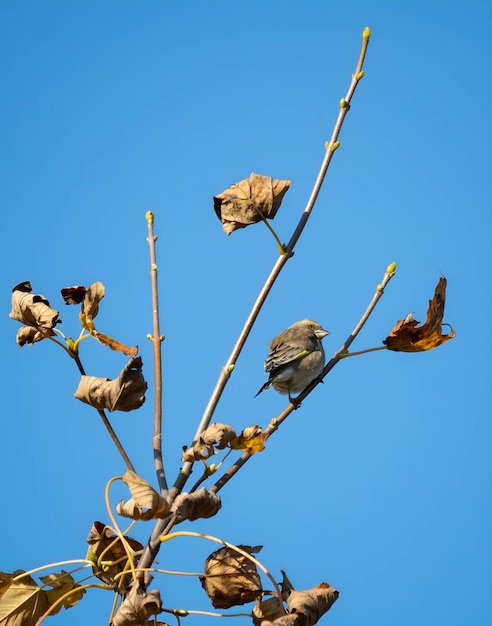 Europäischer Grünfink auf einem Baumzweig mit verwelkten Blättern Herbstlandschaft