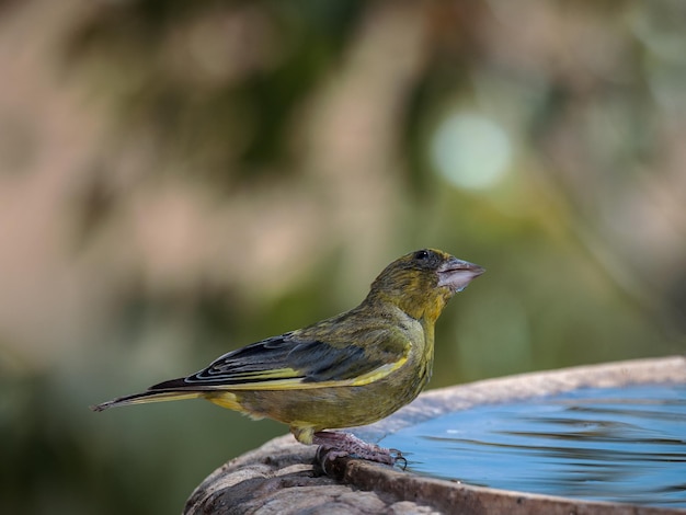 Europäischer Grünfink (Chloris chloris).