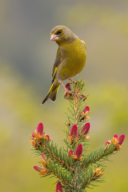 Europäischer Grünfink, der im Frühjahr in vertikaler Aufnahme auf Baum sitzt