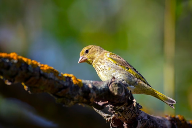 Europäischer Grünfink oder einfach Grünfink ist ein kleiner Singvogel aus der Familie der Finken.