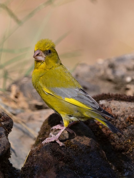 Europäischer Grünfink oder Grünfink Chloris Chloris Cordoba Spanien