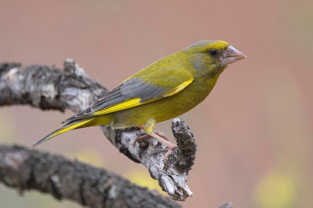 Europäischer Grünfink oder Grünfink Chloris Chloris Cordoba Spanien