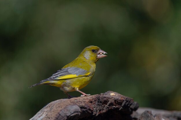 Foto europäischer grünfinkel oder greenfinkel chloris chloris malaga spanien