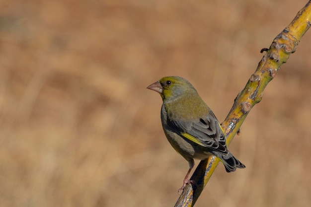 Europäischer Grünfinkel oder Greenfinkel Chloris chloris Malaga Spanien