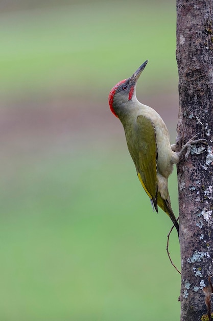 Europäischer Grünspecht (Picus Viridis) Leon, Spanien