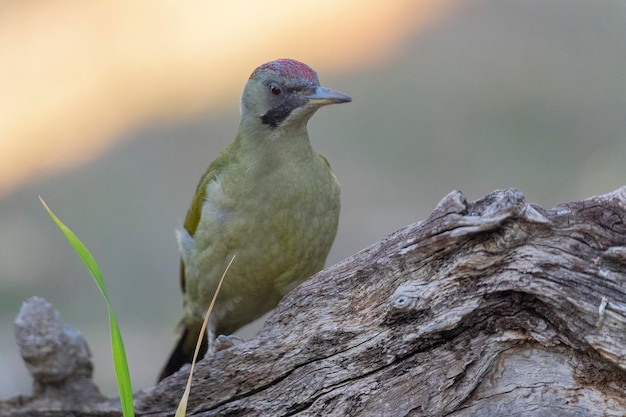 Foto europäischer grünspecht (picus viridis) toledo, spanien