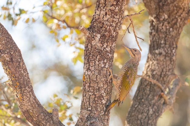 Europäischer Grünspecht (Picus Viridis) Toledo, Spanien