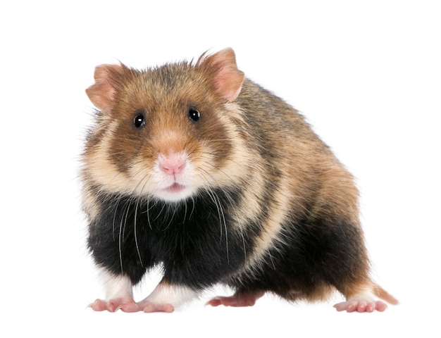 Europäischer Hamster, Cricetus cricetus, auch bekannt als Schwarzbauchhamster