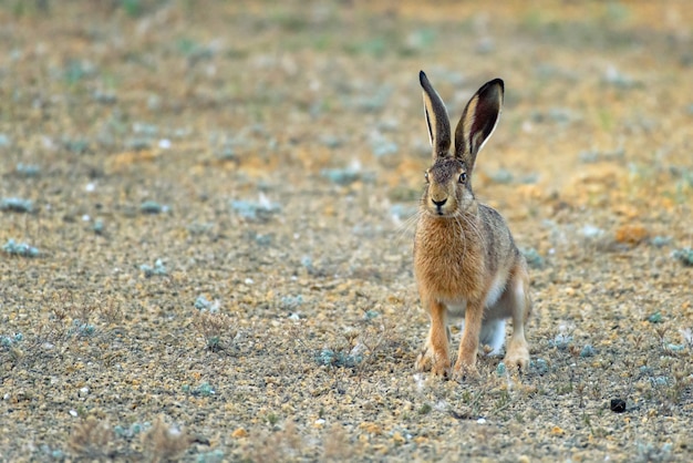 Europäischer Hase steht auf dem Boden und schaut in die Kamera (Lepus europaeus)