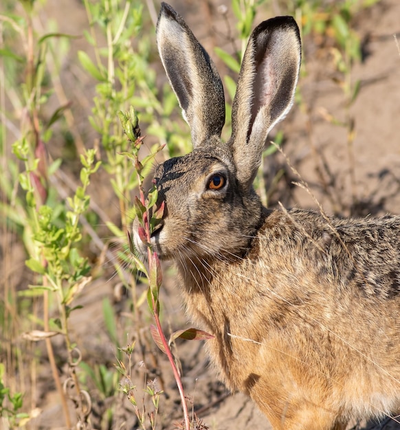 Europäischer Hasen Lepus europaeus Ein Tier, das eine Pflanze schnuppt, in Nahaufnahme gefilmt