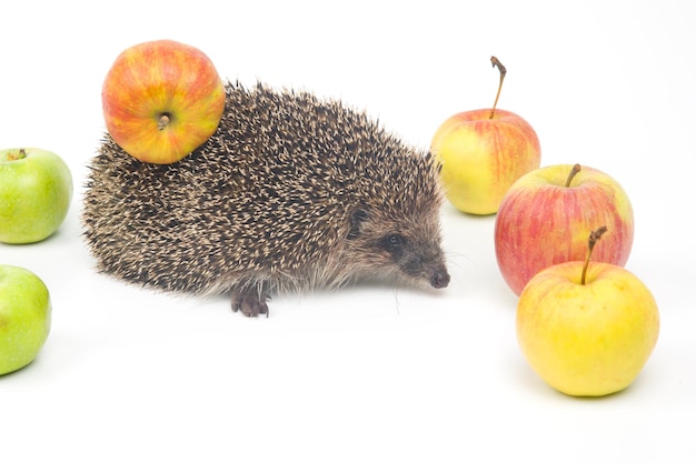 Europäischer Igel auf weißem Hintergrund mit Äpfeln Tierwelt Erinaceus europaeus