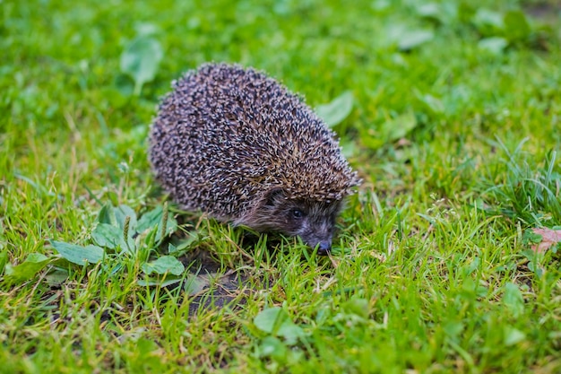 Europäischer Igel auf Wiese