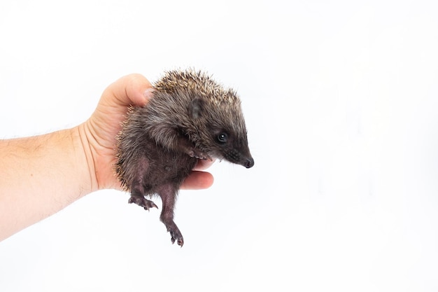 Europäischer Igel Erinaceus europaeus, auch bekannt als westeuropäischer Igel oder gewöhnlicher Igel