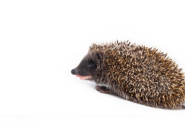 Europäischer Igel Erinaceus europaeus, auch bekannt als westeuropäischer Igel oder gewöhnlicher Igel