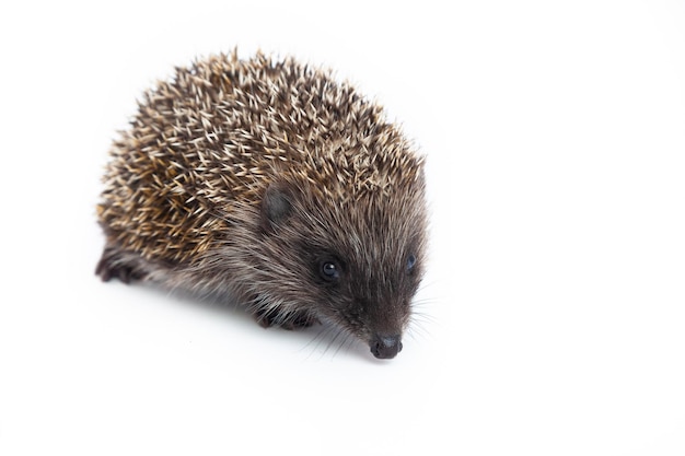 Europäischer Igel Erinaceus europaeus, auch bekannt als westeuropäischer Igel oder gewöhnlicher Igel