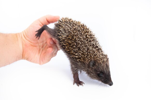 Europäischer Igel Erinaceus europaeus, auch bekannt als westeuropäischer Igel oder gewöhnlicher Igel