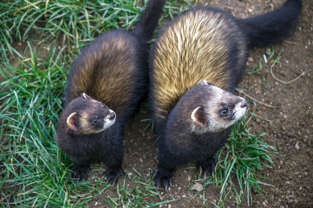 Europäischer Iltis (Mustela putorius)