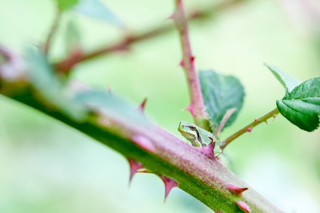 Europäischer Laubfrosch