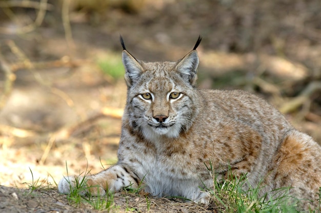 Europäischer Luchs Luchs Luchs