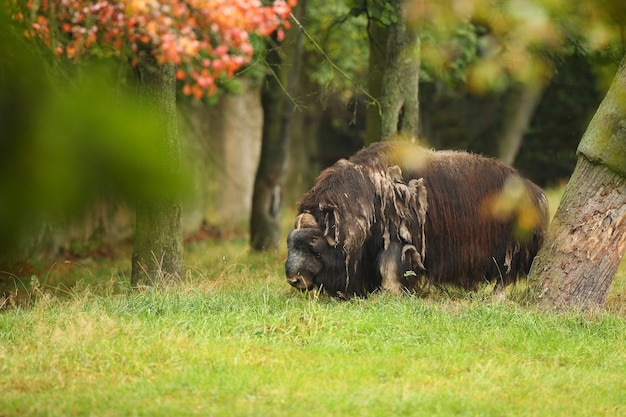 Europäischer Moschusochse in der schönen Wiese