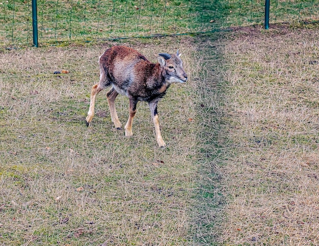 Europäischer Mouflon Ovis orientalis in der Kindergarten der Landwirtschaftsuniversität in Nitra, Slowakei