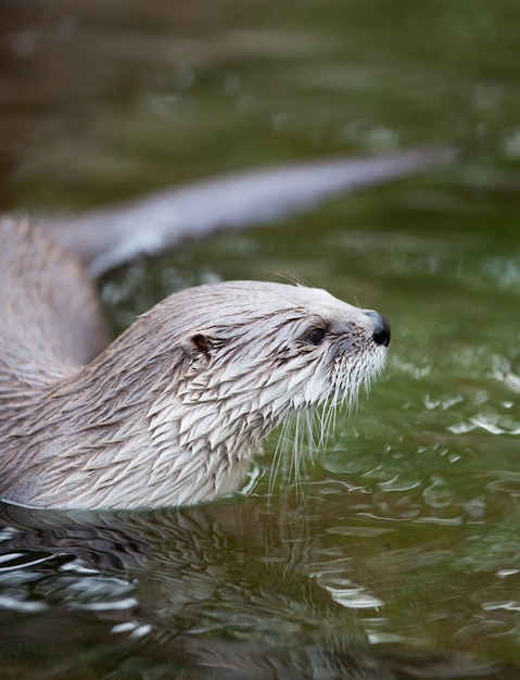 Europäischer Otter Lutra lutra, auch bekannt als Eurasischer Fischotter, Eurasischer Flussotter, Gemeiner Fischotter und Altweltotter