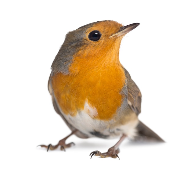 Europäischer Robin - Erithacus rubecula