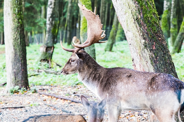 Europäischer Rotwild im Wald