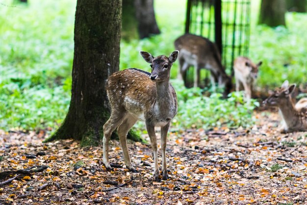 Europäischer Rotwild im Wald