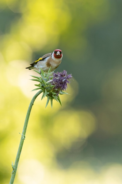 Europäischer Stieglitz auf einer Distelblüte mit den letzten Lichtern des Tages