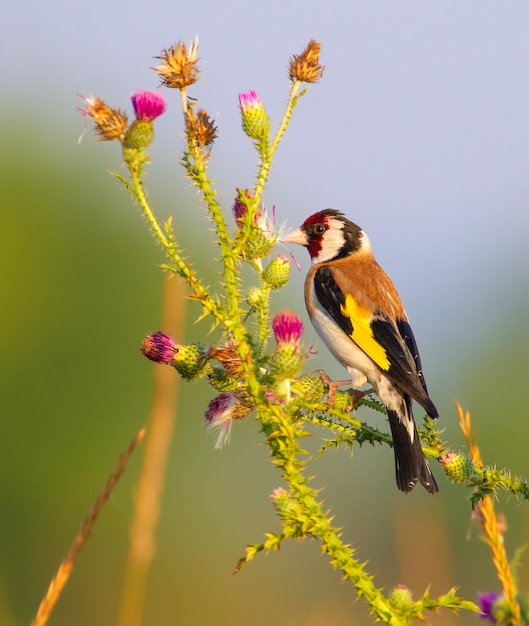 Europäischer Stieglitz Carduelis carduelis Der Vogel sitzt auf dem Stamm des Carduus und frisst die Samen