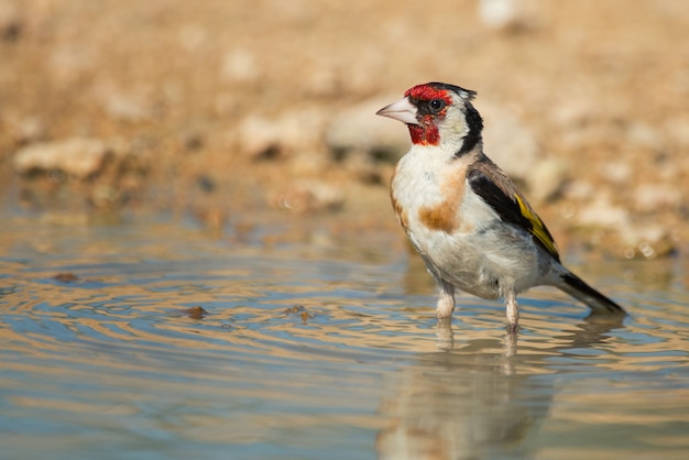 Europäischer Stieglitz, carduelis carduelis, im Wasser stehend.