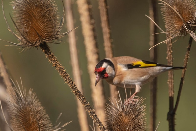 Europäischer Stieglitz (Carduelis carduelis) Malaga, Spanien