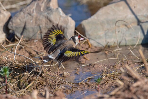 Foto europäischer stieglitz carduelis carduelis malaga spanien