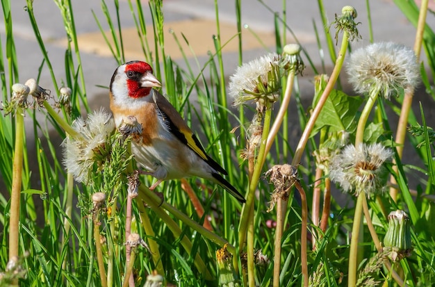 Europäischer Stieglitz Carduelis carduelis Vogel frisst Löwenzahnsamen