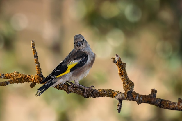 Europäischer Stieglitz (Carduelis carduelis).