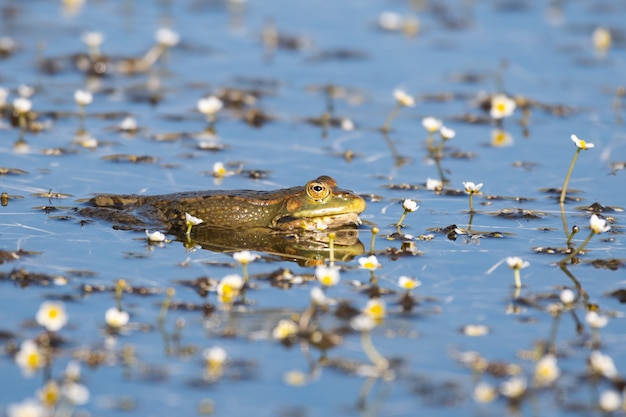 Europäischer Sumpffrosch Pelophylax ridibundus. In der Wildnis.