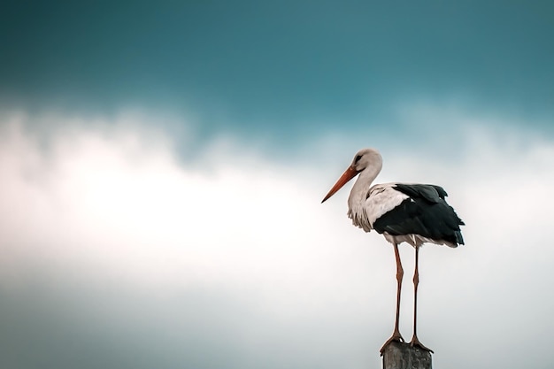 Europäischer Weißstorch Ciconia Ciconia ist das Symbol des Vogelzugs