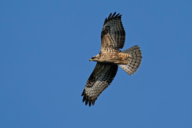 Europäischer Wespenbussard Pernis apivorus