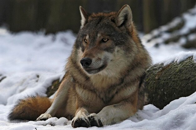 Europäischer Wolf Canis lupus lupus im Schnee