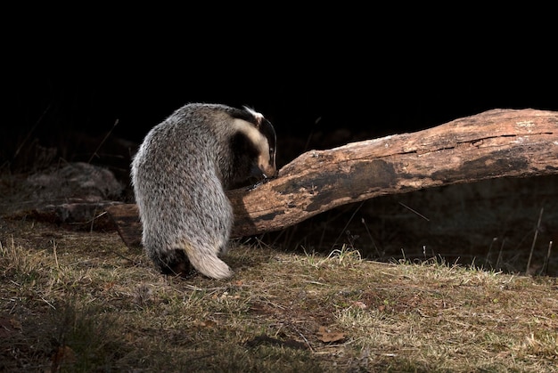 Europäisches Dachsmännchen auf der Suche nach Nahrung in seinem Revier am frühen Abend