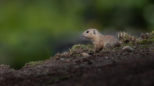 Europäisches Erdhörnchen