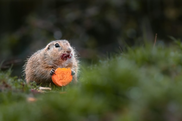 Europäisches Erdhörnchen