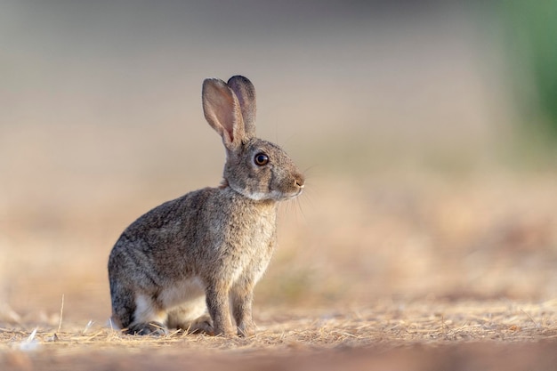 Europäisches Kaninchen oder Coney Oryctolagus Cuniculus Toledo Spanien