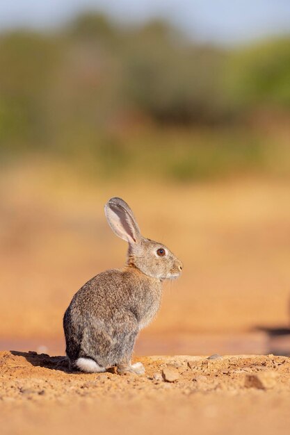 Europäisches Kaninchen oder Kaninchen (Oryctolagus Cuniculus) Toledo, Spanien