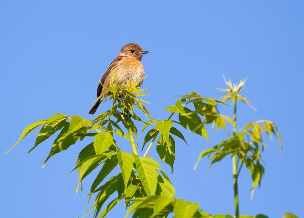 Europäisches Schwarzkehlchen Saxicola rubicola Der Vogel sitzt auf einem Ast gegen den blauen Himmel