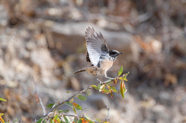 Europäisches Schwarzkehlchen Saxicola rubicola Malaga Spanien