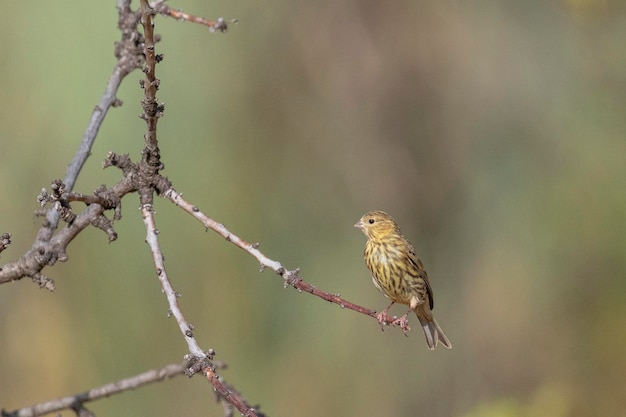 Europäisches Serin (Serinus serinus) Malaga, Spanien